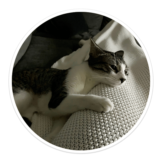 Dog Walking and Pet Sitting in Tampa, FL by V.I.C. Pet Care