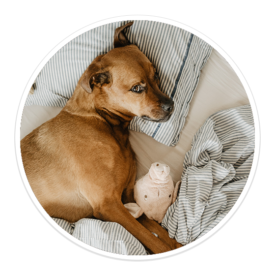 Avail Overnight Pet Sitting by V.I.C. Pet Care Tampa, FL