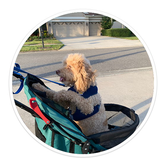 Dog Walking and Pet Sitting in Tampa, FL by V.I.C. Pet Care