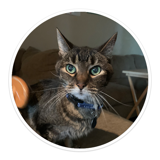 Dog Walking and Pet Sitting in Tampa, FL by V.I.C. Pet Care