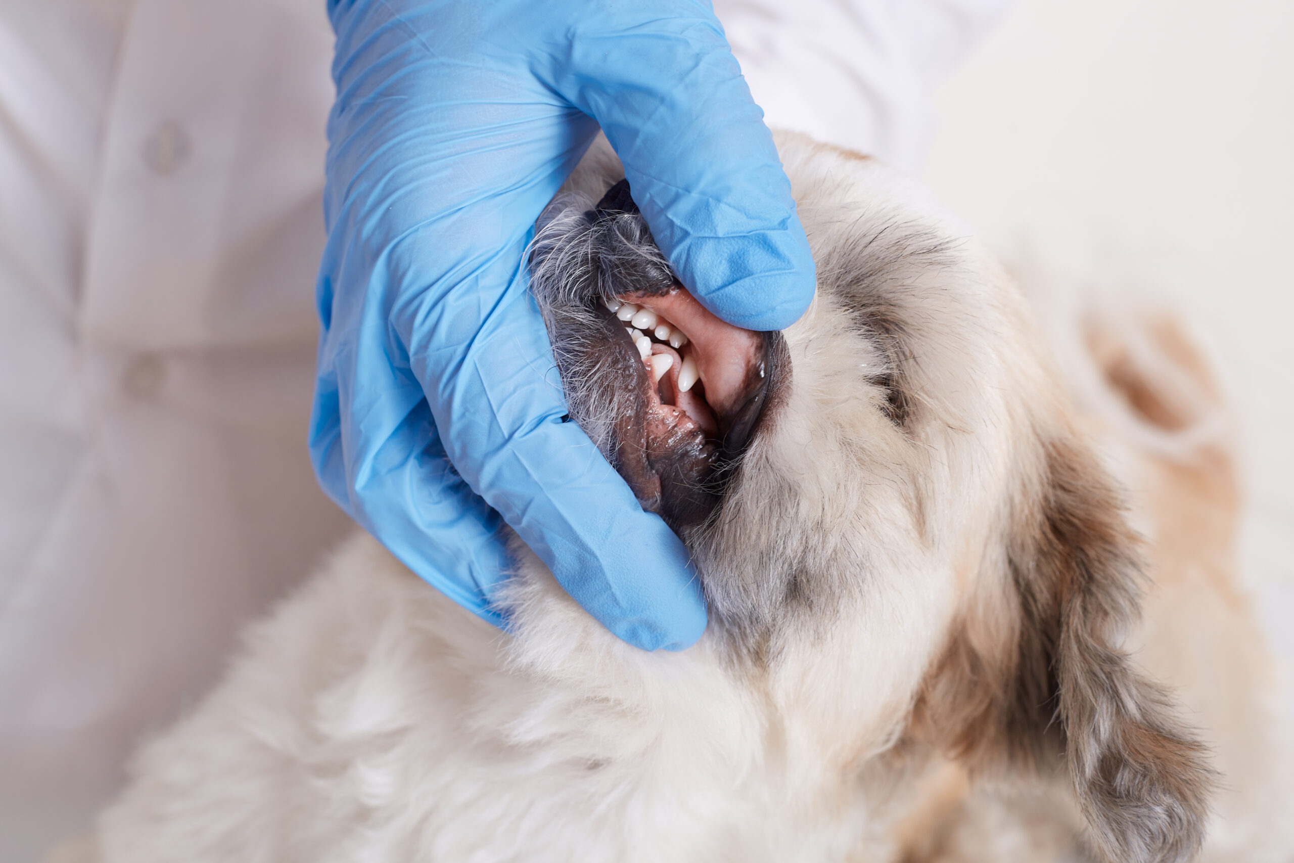 Why Pet Dental Health Matters V.I.C. Pet Care